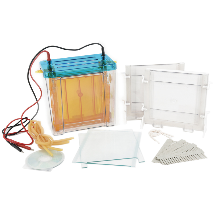 北京六一DYCZ-24F雙垂直電泳儀(大號(hào))